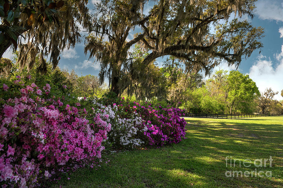 Walk The Grounds - Magnolia Plantation Photograph