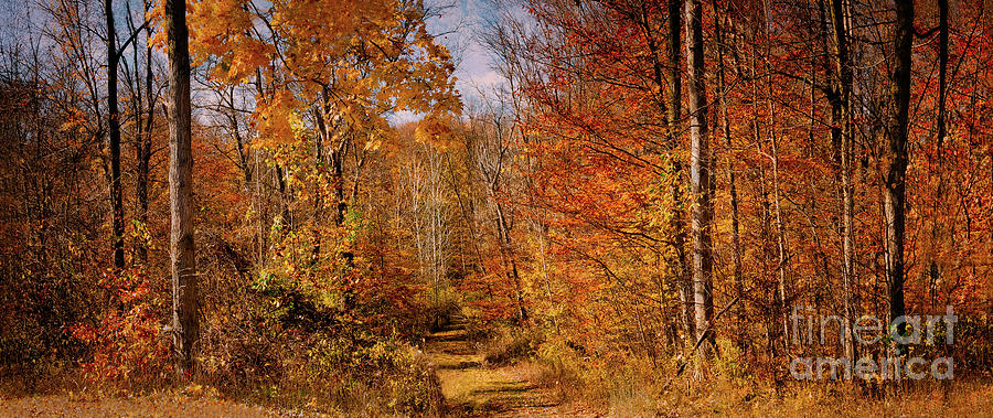 Walk Through Autumn Woods Photograph by Robert Gardner