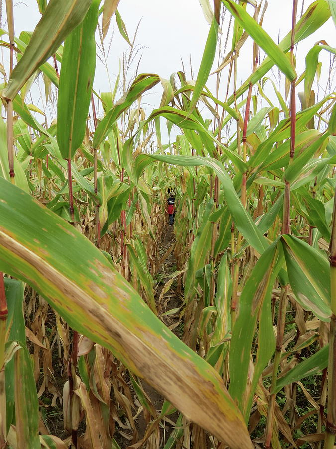 Walk Through The Corn Maze Photograph by Kenneth Summers | Fine Art America