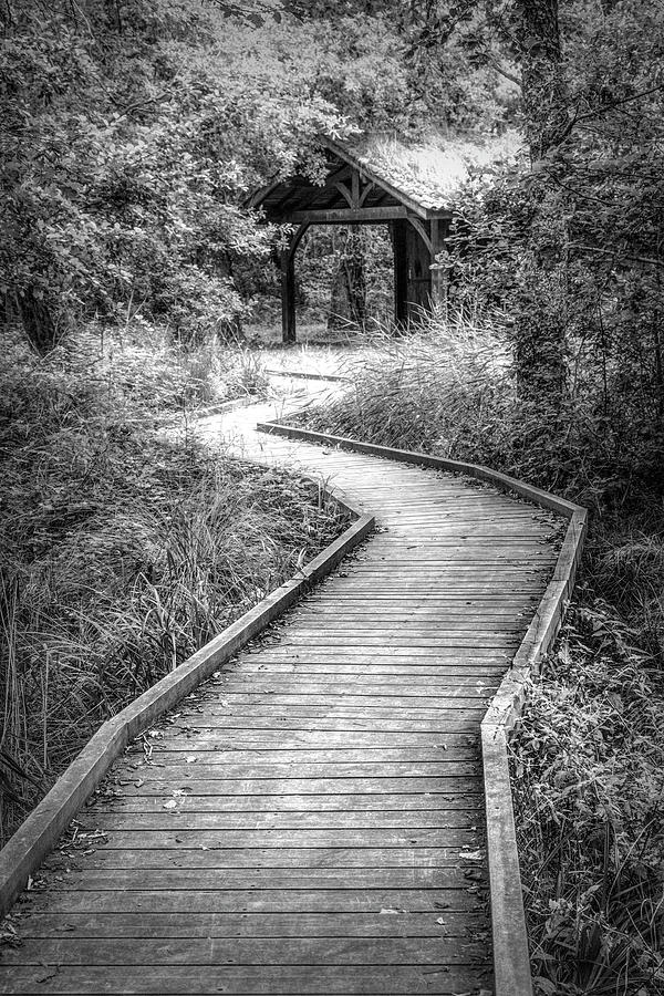 Walk through the Forest Black and White  Photograph by Debra and Dave Vanderlaan