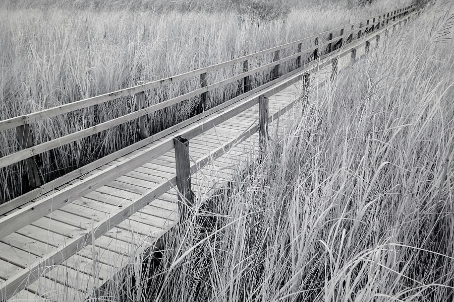 Walk Through the Marsh Infrared Photograph by Liza Eckardt