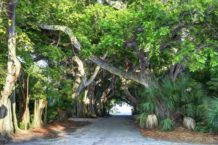 Summer Photograph - Walk Under the Banyan Trees by Donna Kennedy