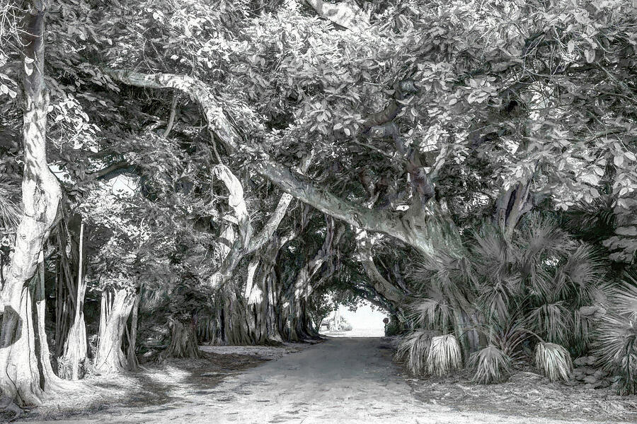 Black And White Photograph - Walk Under the Banyan Trees B W  by Donna Kennedy