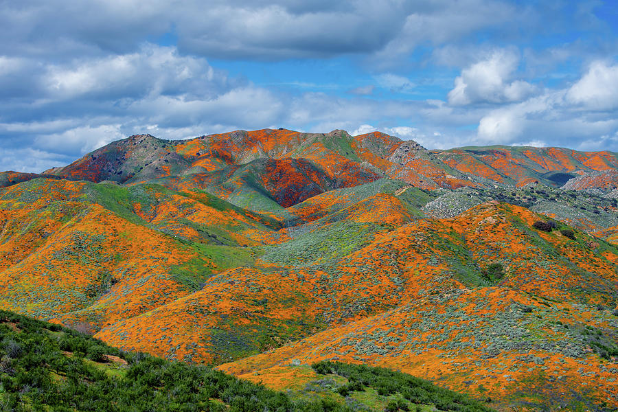 Walker Canyon Mountain Poppies Photograph by Kyle Hanson
