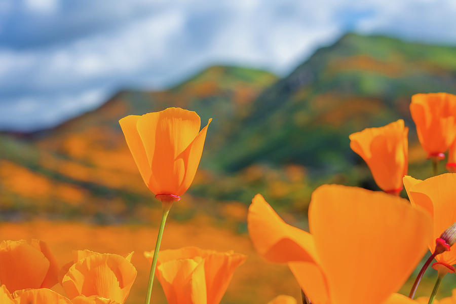 Walker Canyon Poppy Field Photograph by Kyle Hanson