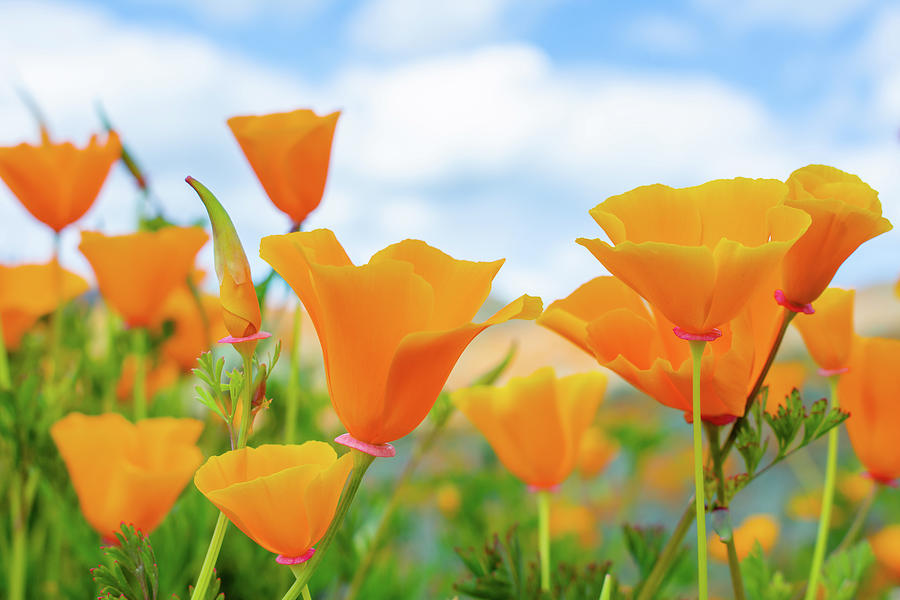 Walker Canyon Poppy Flowers Photograph by Kyle Hanson