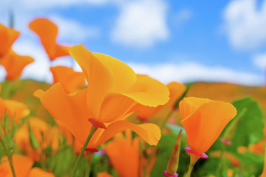 Walker Canyon Spring Poppies Photograph by Kyle Hanson