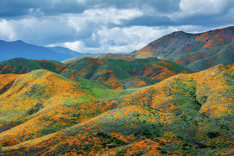 Walker Canyon Spring Super Bloom Photograph by Kyle Hanson