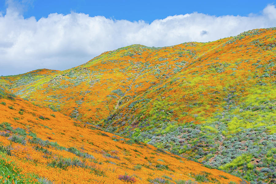 Walker Canyon Super Bloom Photograph by Kyle Hanson