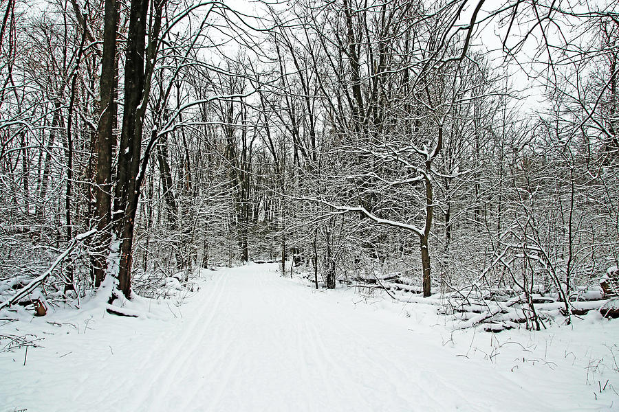 Walking A Winter Trail Photograph by Debbie Oppermann