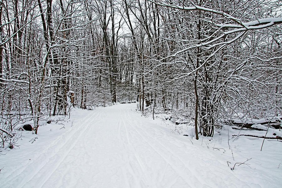 Walking A Winter Trail I Photograph by Debbie Oppermann