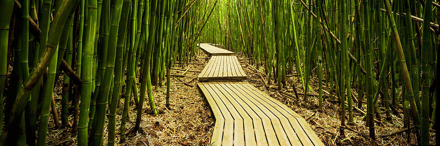 Nature Photograph - Walking Among Bamboos by Chad Dutson
