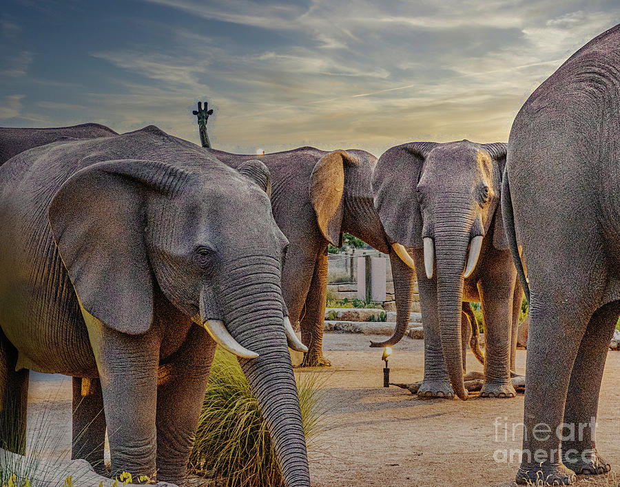 Walking Among Elephants Photograph by John Kain