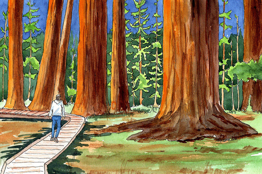 Walking Among Sequoia National Park Giants Mixed Media