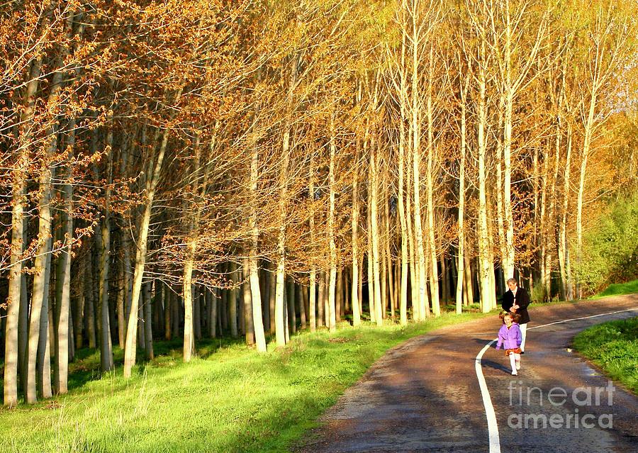 Walking Away Photograph - Walking Among the Aspen Trees in Spain by Ann Brown