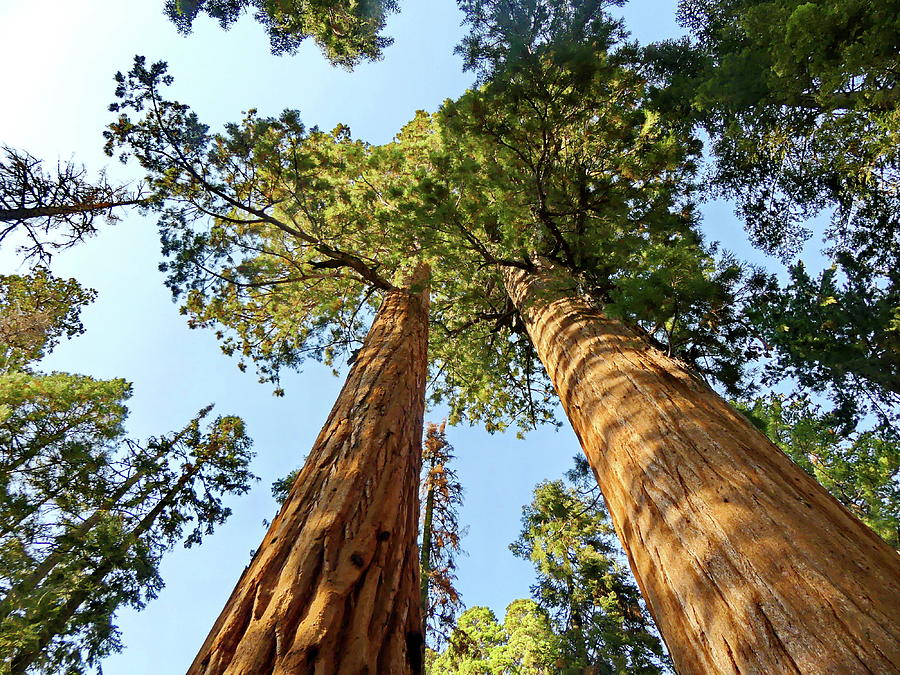 Walking Between Giants in Sequoia National Park Photograph by Lyuba Filatova