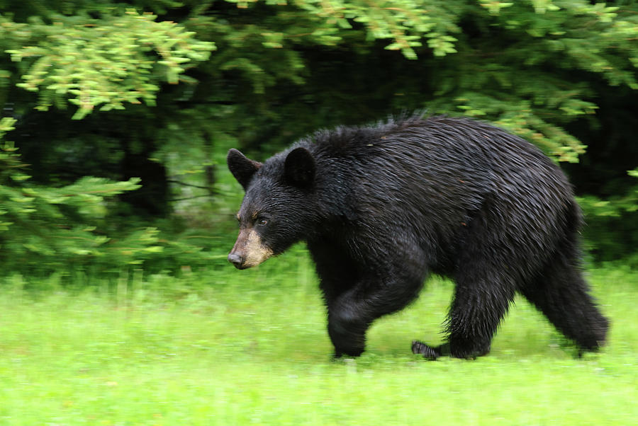 Walking Black Bear Photograph by Jan Luit