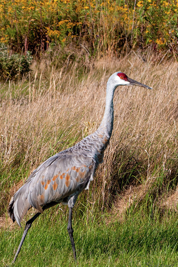 Walking crane Photograph by Ben Fulcer - Fine Art America