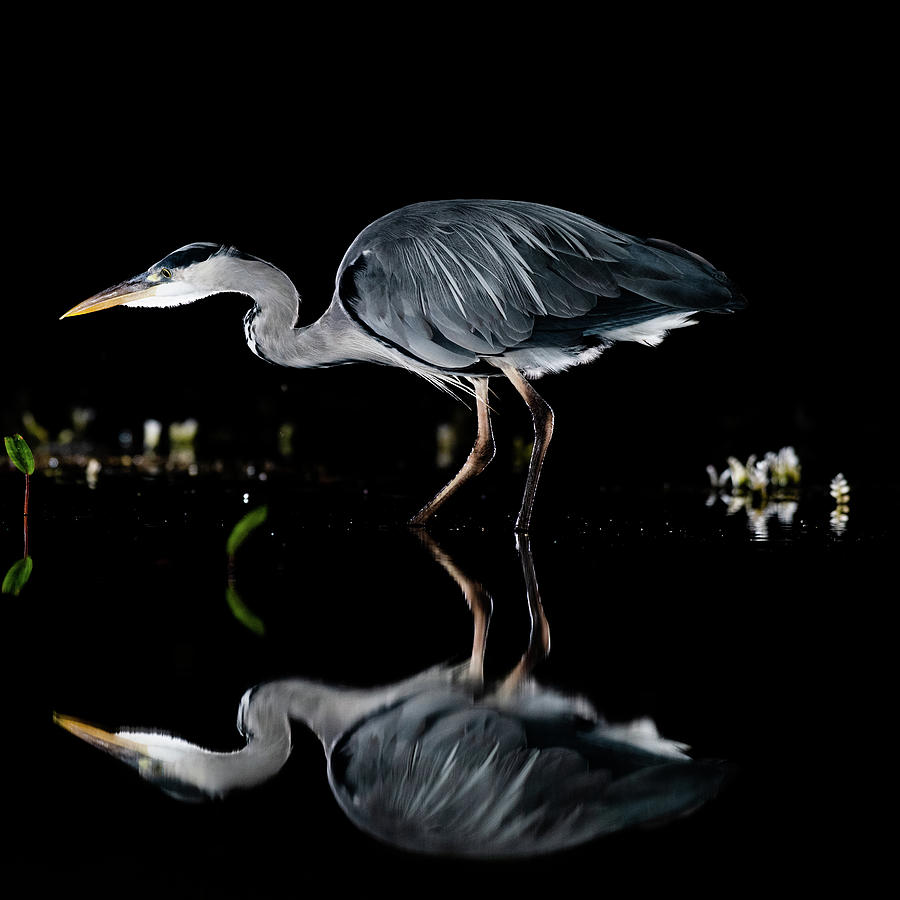 Walking Heron Photograph by Mark Hunter