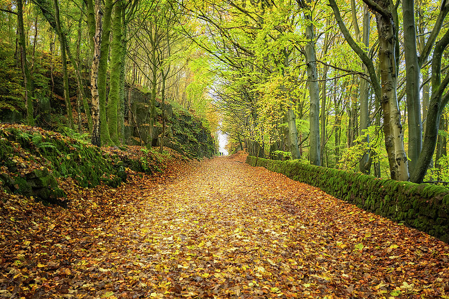 Walking in the Autumn Woods Photograph by Anne Haile - Fine Art America