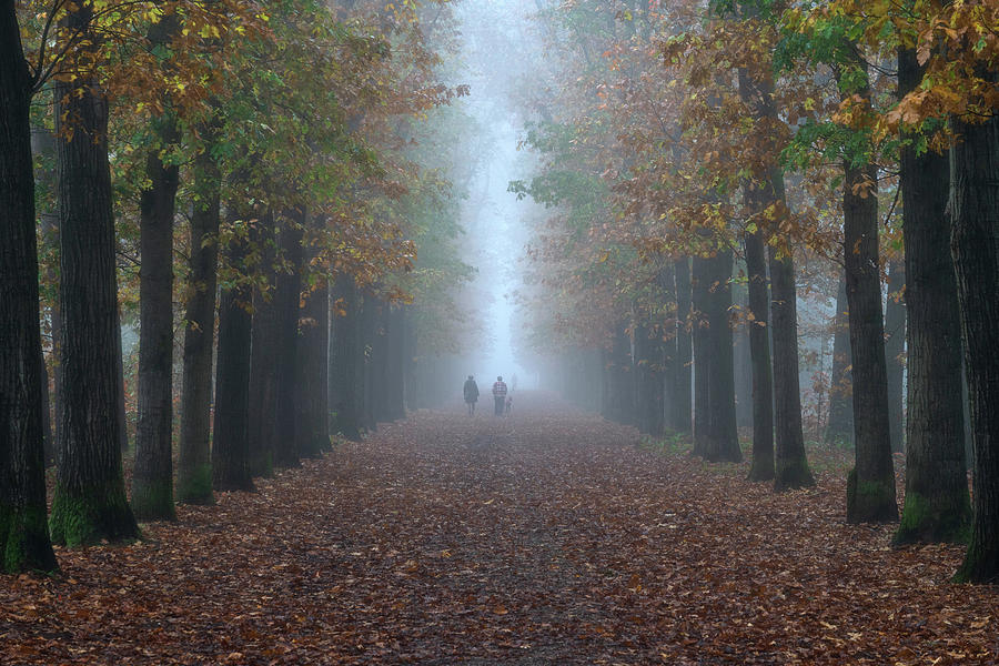 Walking in the forest on a foggy morning Photograph by Anges Van der Logt