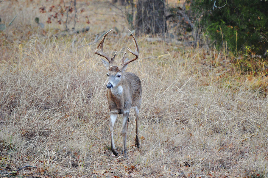 Walking in the Wild A Deer Buck in Texas Photograph by Gaby Ethington
