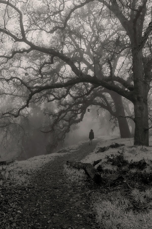 Walking into the misty forest path Photograph by Alessandra RC