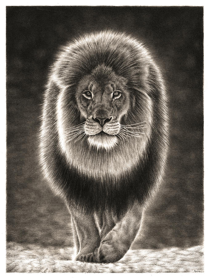 Walking Lion Drawing by Casey Remrov Vormer
