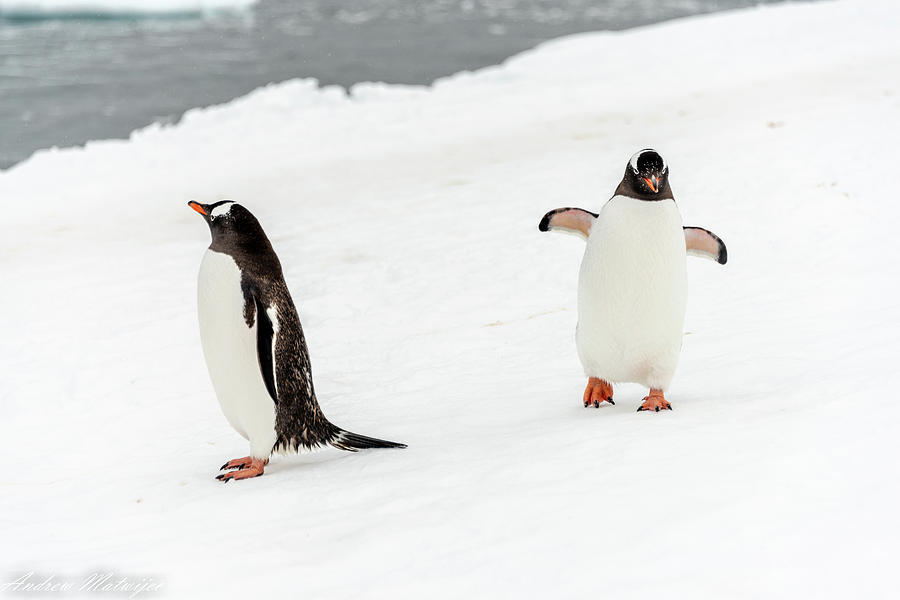 The Two Penguins Photograph By Andrew Matwijec Pixels