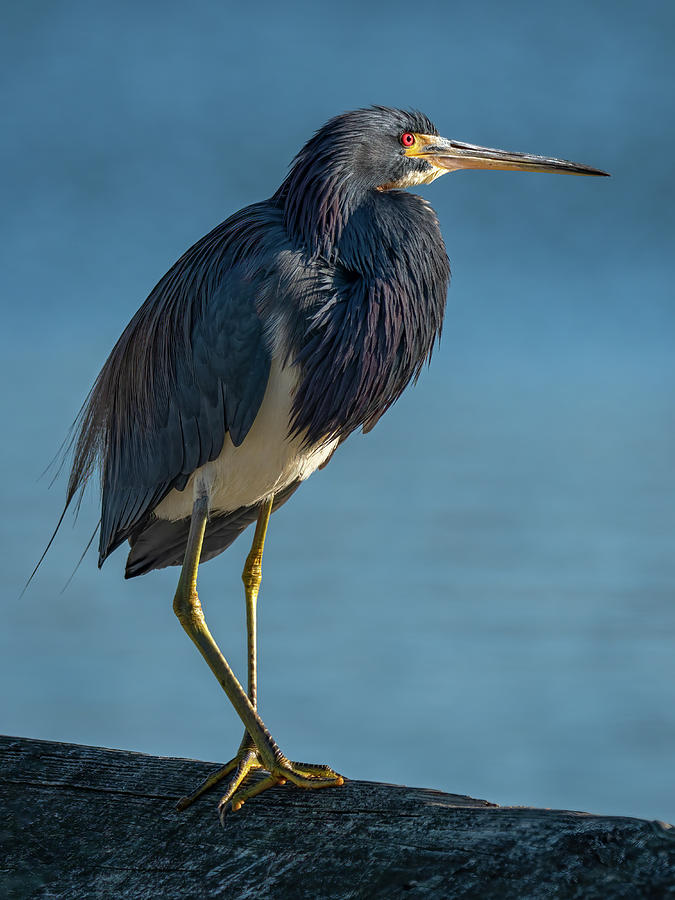 Walking on Sunshine Photograph by Holton Media - Fine Art America