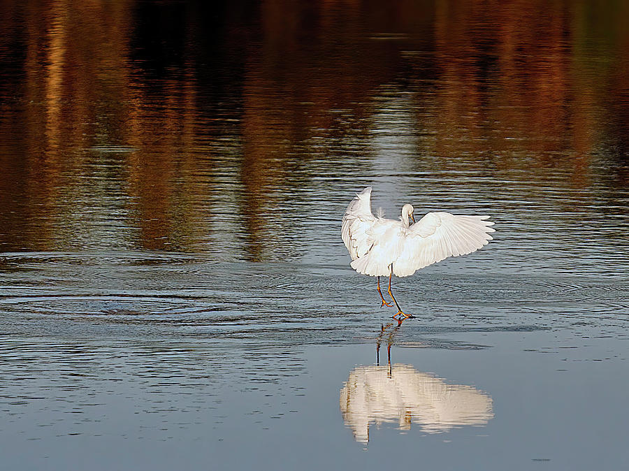 Walking on Water Photograph by Gina Fitzhugh