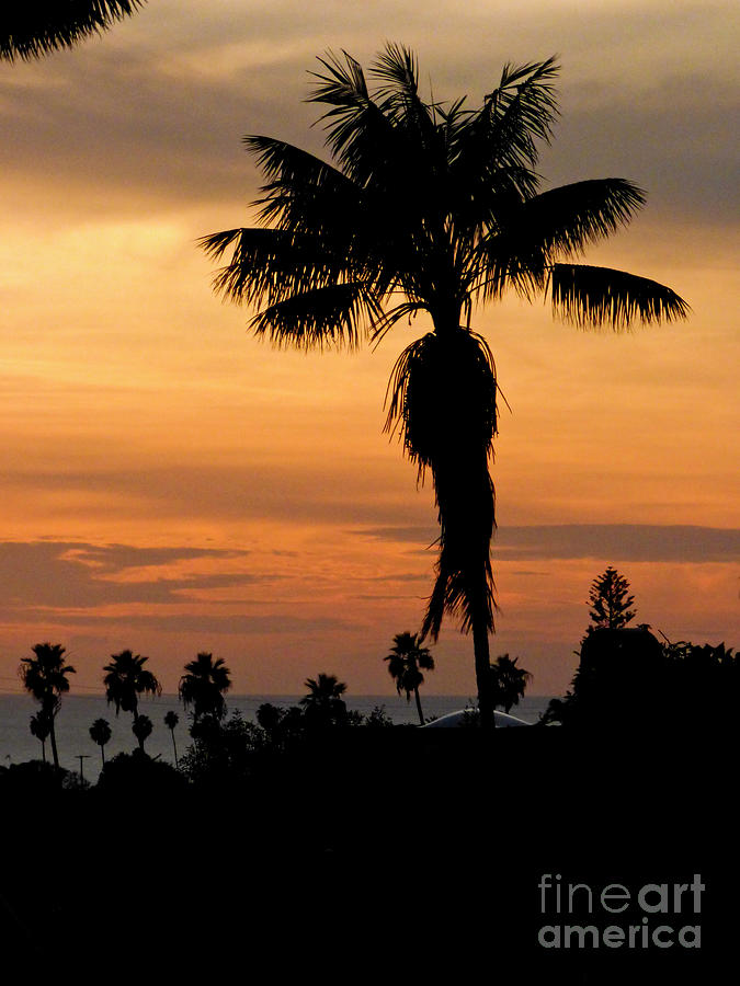 Sunset Photograph - Walking Palm a la Carmen Miranda by Julieanne Case