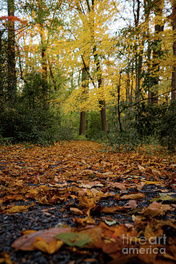 Walking Path In Fall Photograph by Dennis Rebadavia - Fine Art America