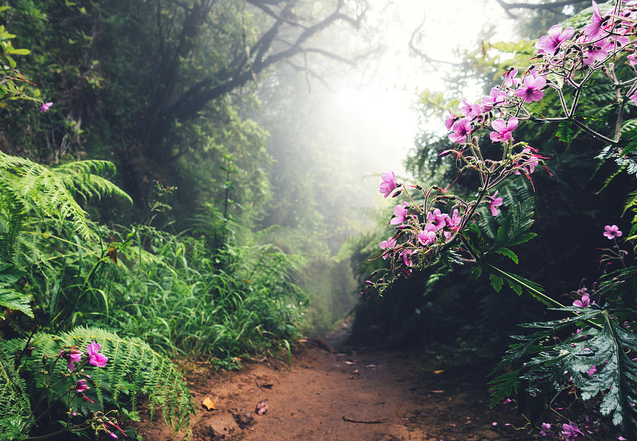 Walking Path On Madeira Island Photograph by Borchee
