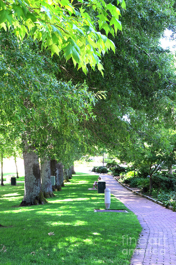 Walking path through parkland at Stirling, Adelaide Hills, South