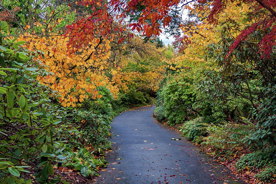 Walking path through the autumn park  Photograph by Alex Lyubar