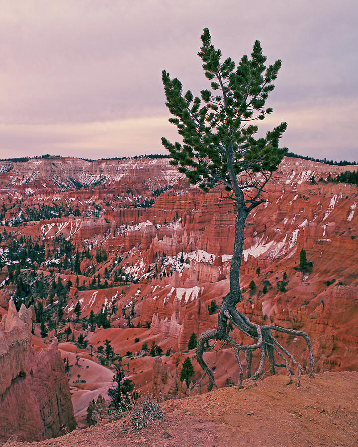 Walking Pine Photograph by Tom Daniel