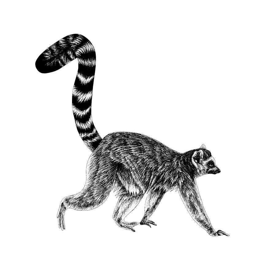 Monkey Drawing - Walking ring-tailed lemur 1 by Loren Dowding