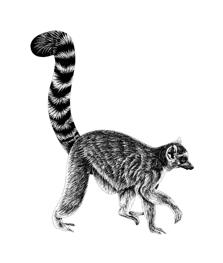 Walking ring-tailed lemur 2 Drawing by Loren Dowding