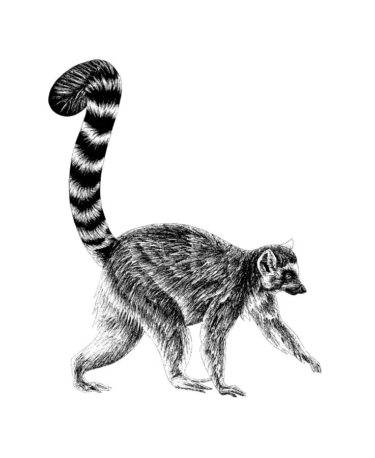 Walking ring-tailed lemur 3 Drawing by Loren Dowding