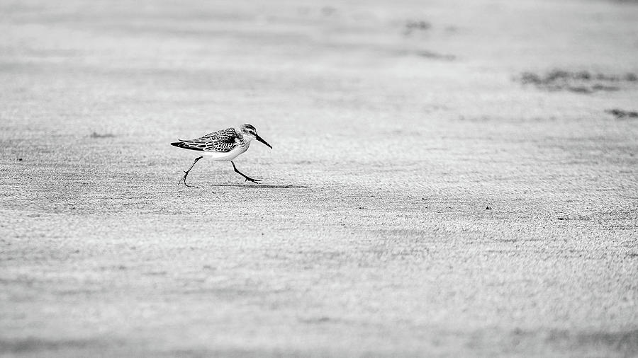 Walking Sandpiper Photograph by Mike Fusaro