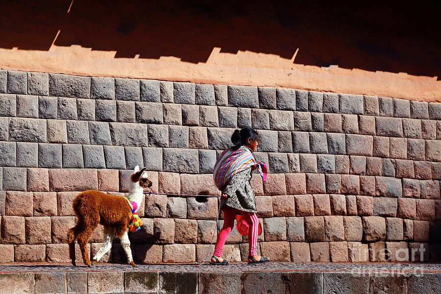 Walking the Alpaca Past an Inca Wall Cusco Peru Photograph by James Brunker