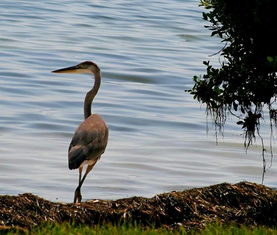 Walking the Causeway Photograph by Ron Dodson - Fine Art America