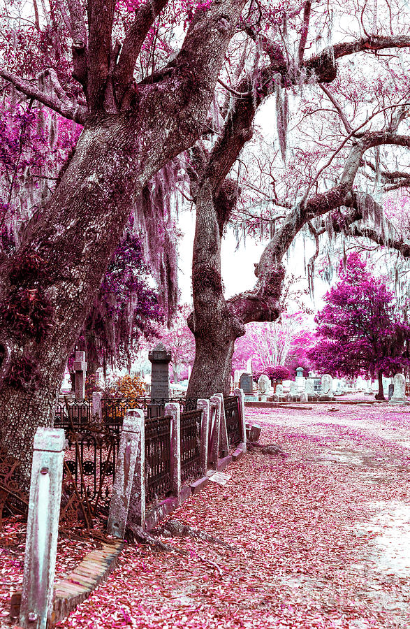 Walking the Line at Magnolia Cemetery Infrared Photograph by John Rizzuto