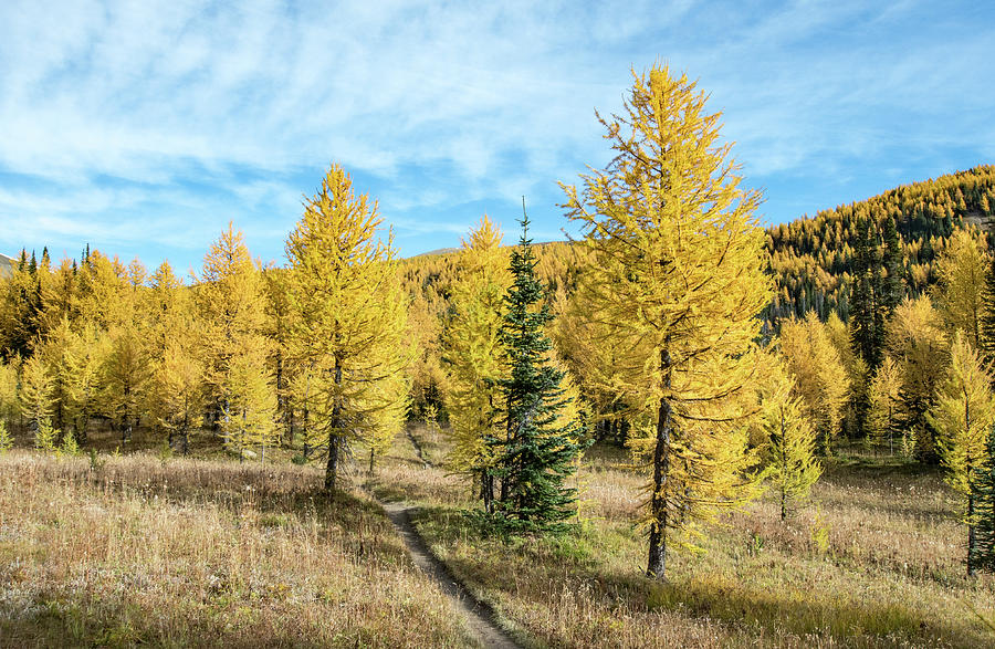 Walking through Autumn Gold Photograph by Joan Septembre