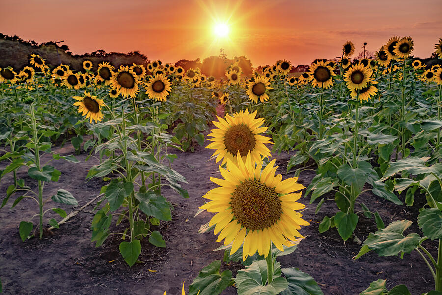 Sunflower Photograph - Walking Through Kansas Sunflowers by Gregory Ballos