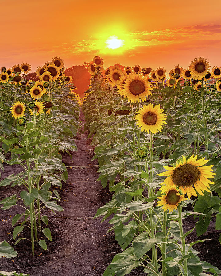 Walking Through Sunflowers Photograph by Gregory Ballos