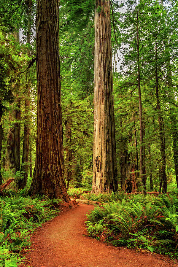 Walking Through The Giant Redwoods Photograph by James Eddy