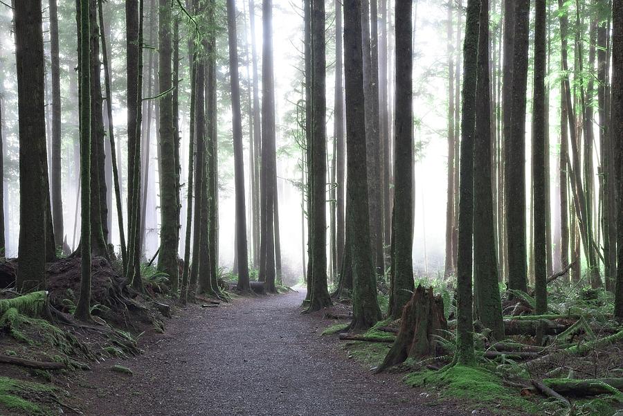 Walking Through The Old Growth Photograph by Allan Van Gasbeck