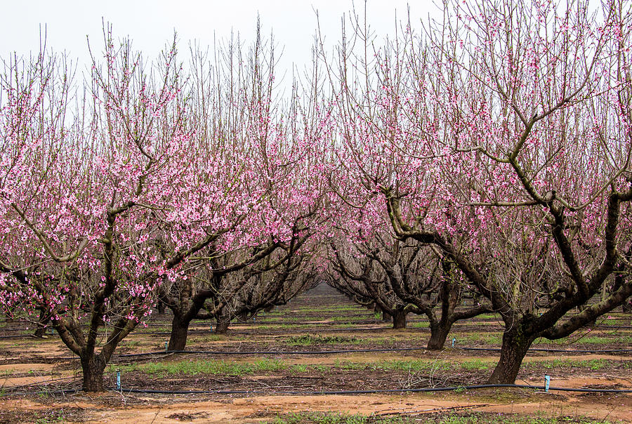 Walking Through The Peach Orchard Photograph by Christie Kowalski
